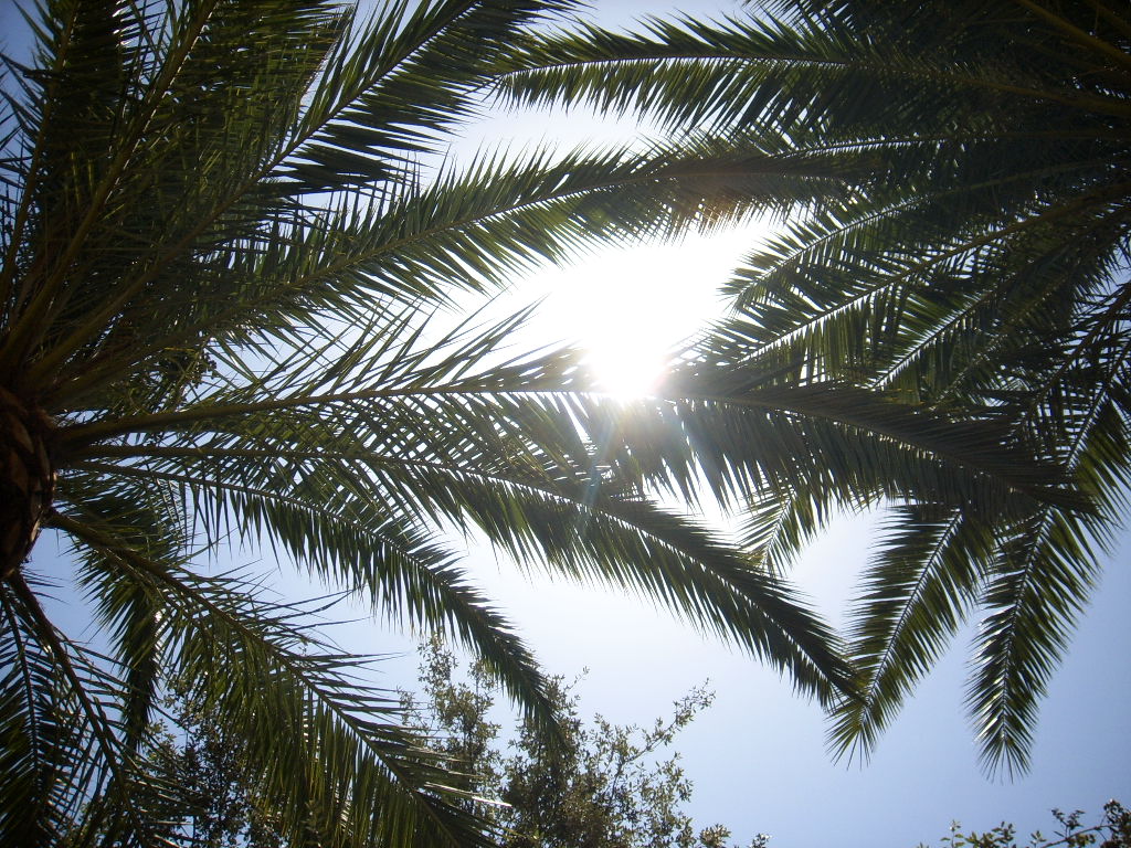 the sun through the palm tree leaves from below