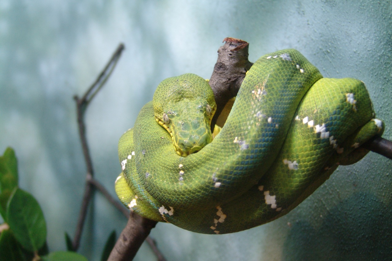 a large green snake on top of a nch