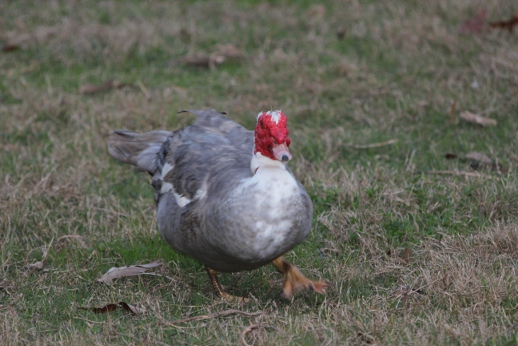 a gray and white duck with a red head walking across grass