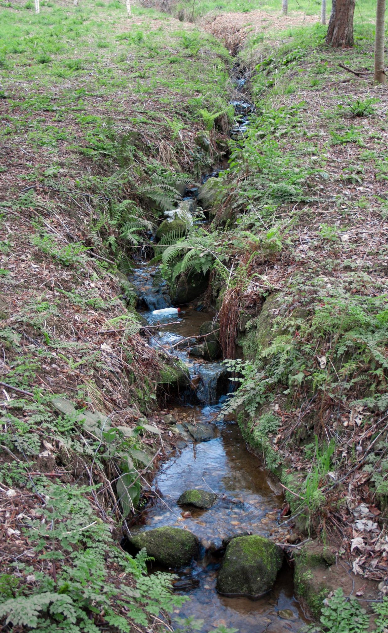 a stream running through a grassy field in the woods