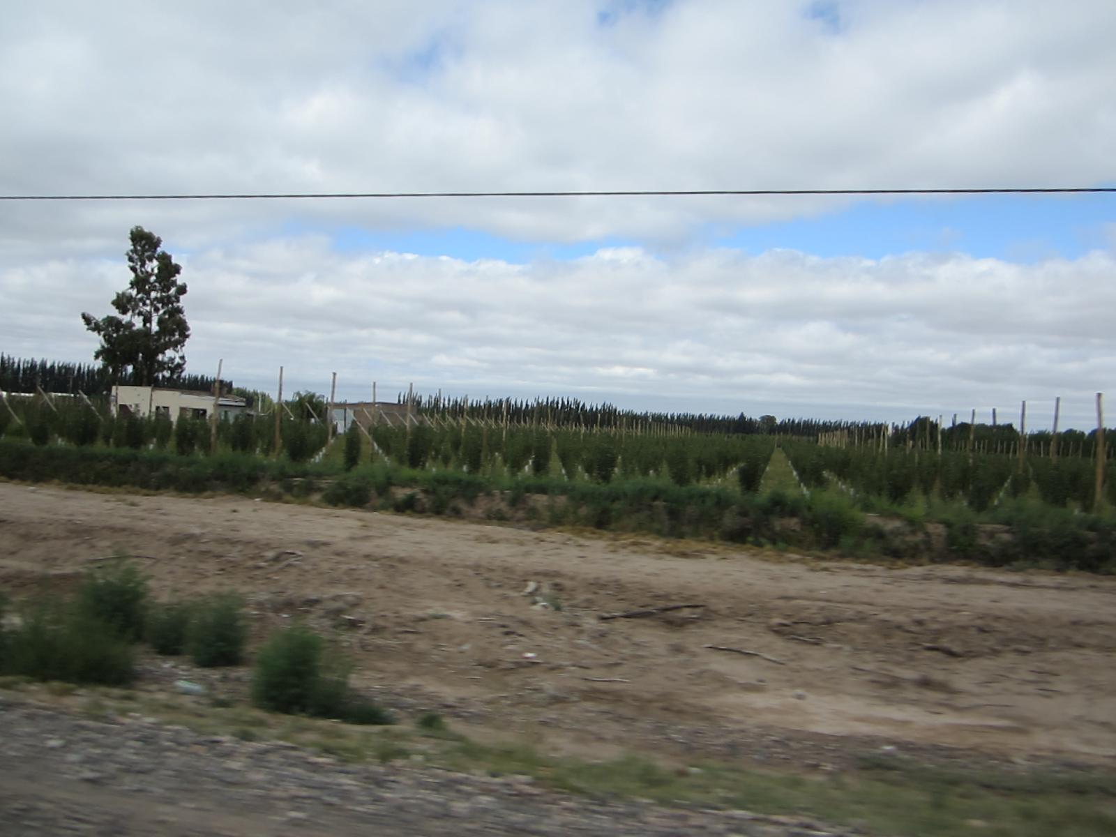 a lone tree on a dirt road by a power line