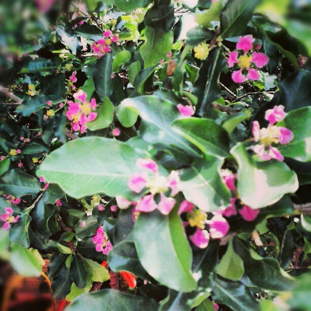 a tree has several different pink flowers growing on it