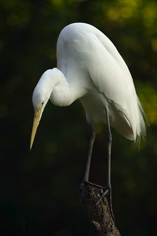 the large white bird has very long legs