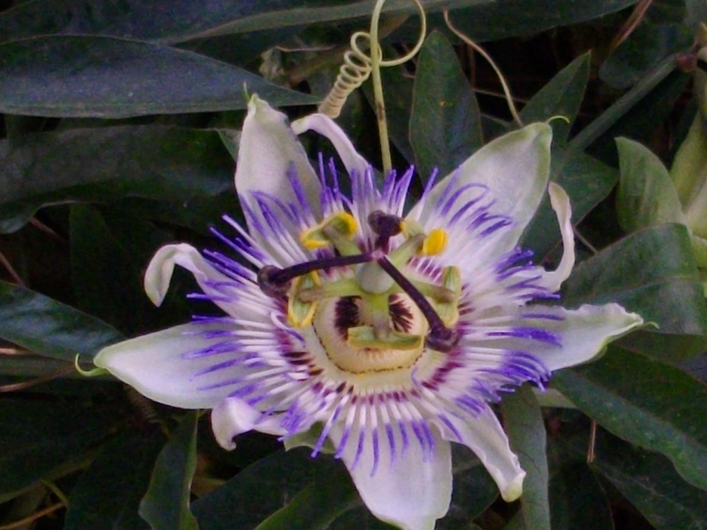 a purple and white flower with yellow and blue markings