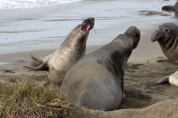 three gray seals at the beach, one yawning