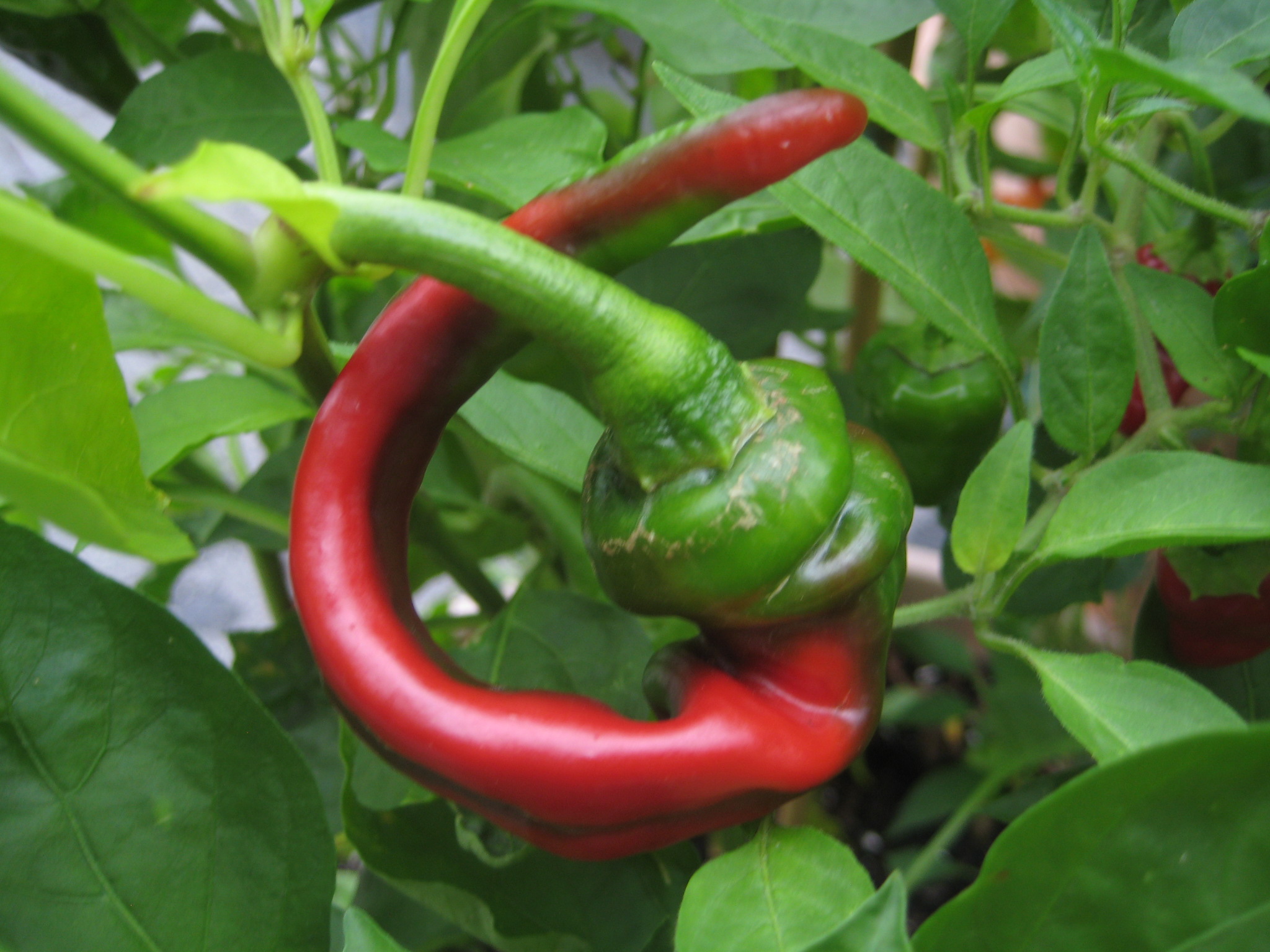 red and green peppers grow on a vine