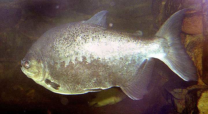 a large fish swimming in an aquarium tank