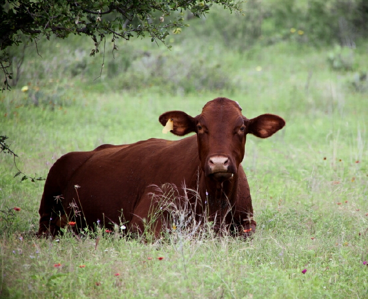 a cow sitting in the grass and staring at the camera