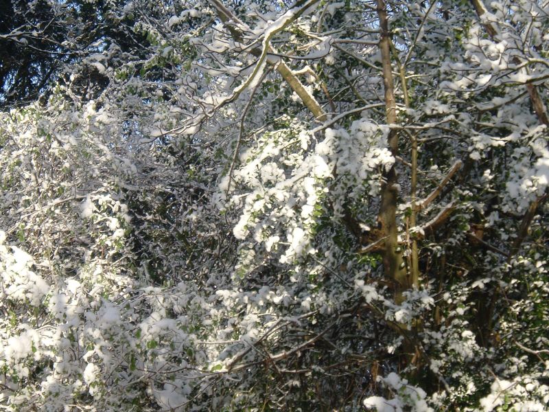 snow covered trees near the top of some tall trees