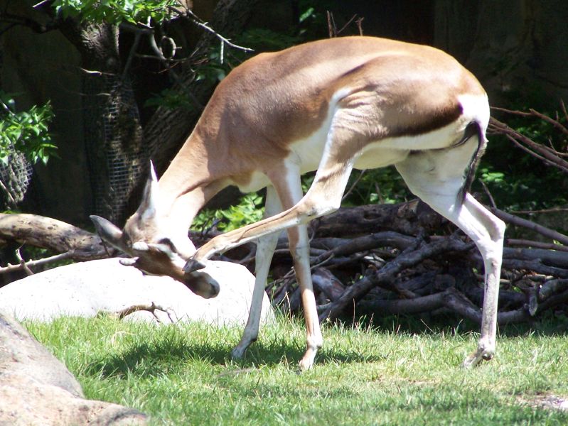 a small gazelle standing next to a tree and another animal