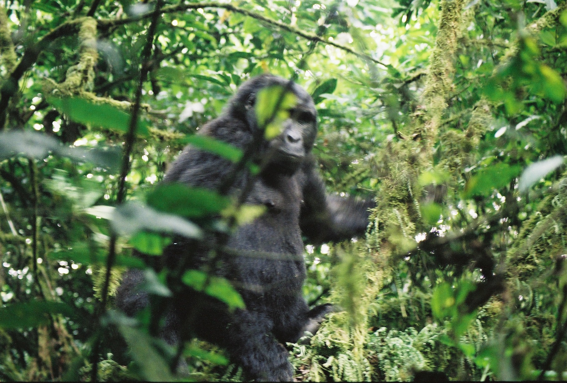 a gorilla standing on a tree limb in the rainforest