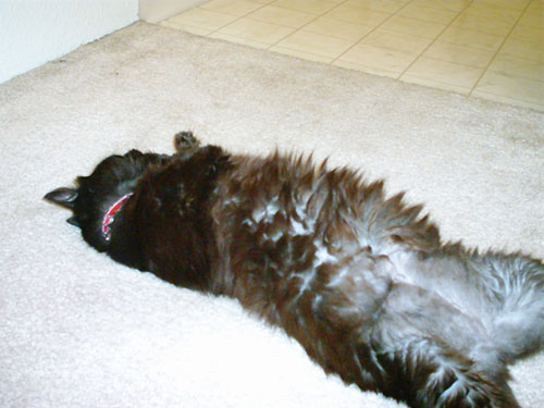 a large black dog laying on a floor