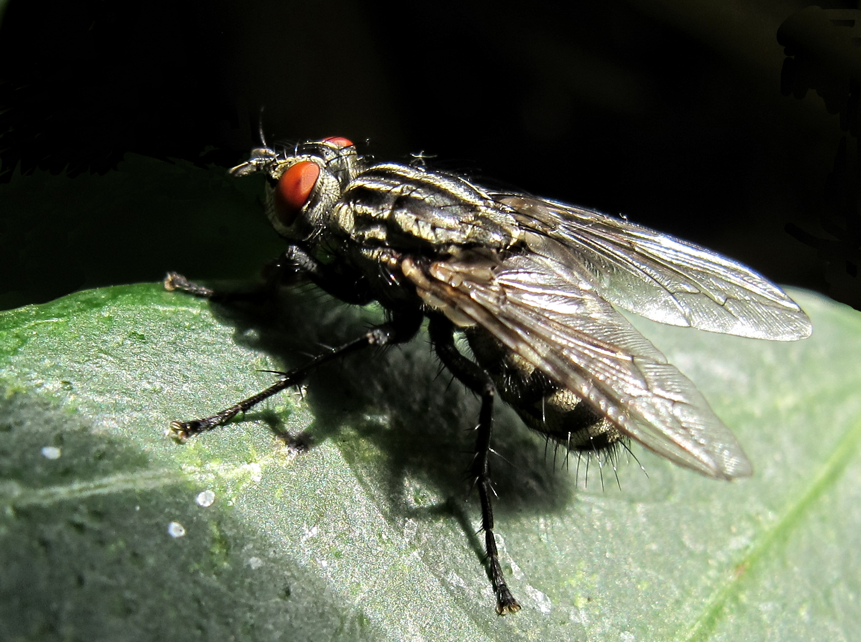 the fly sits on a leaf to check out the light