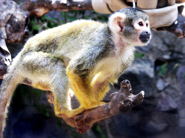 the small, gray and white squirrel is perched on a nch