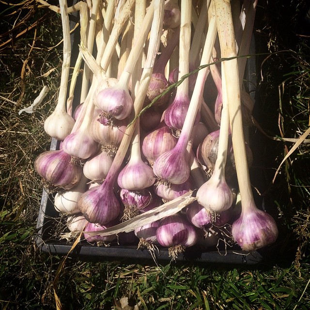 the large stalks of garlic are next to each other