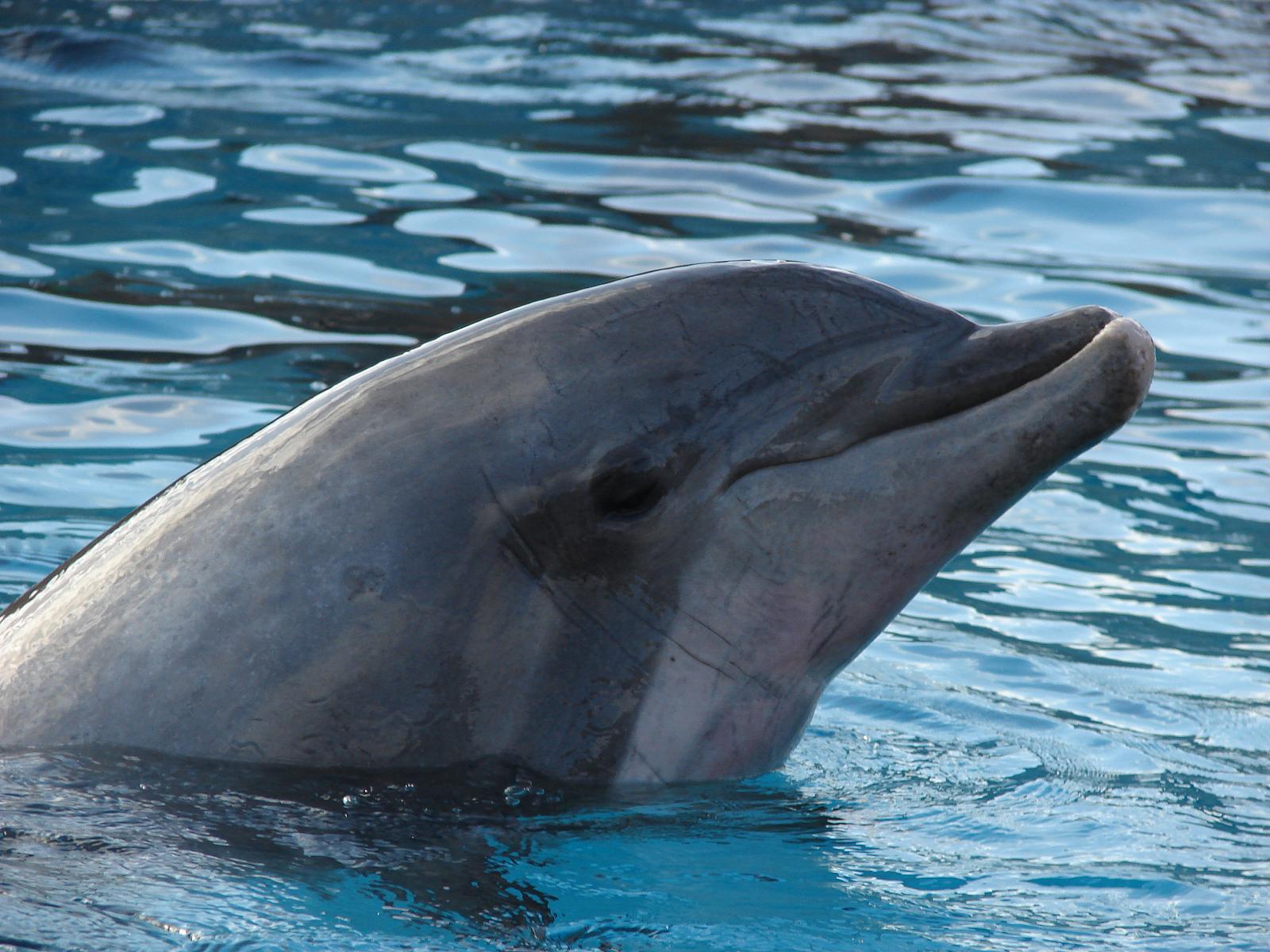 a dolphin with its mouth open in the water