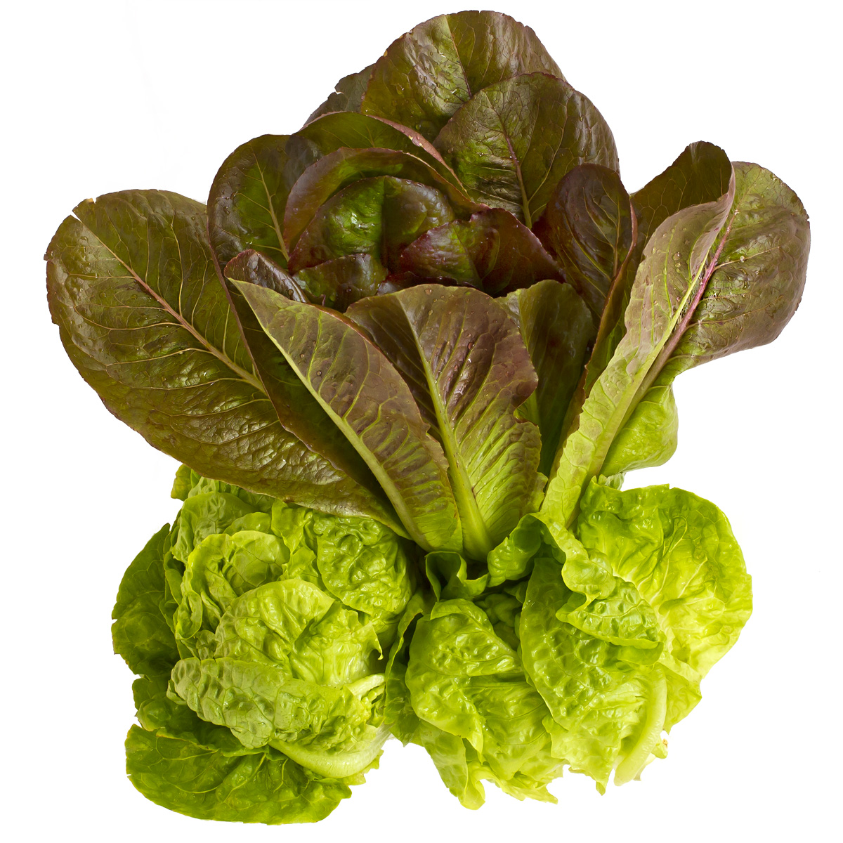 a closeup image of some lettuce in full view