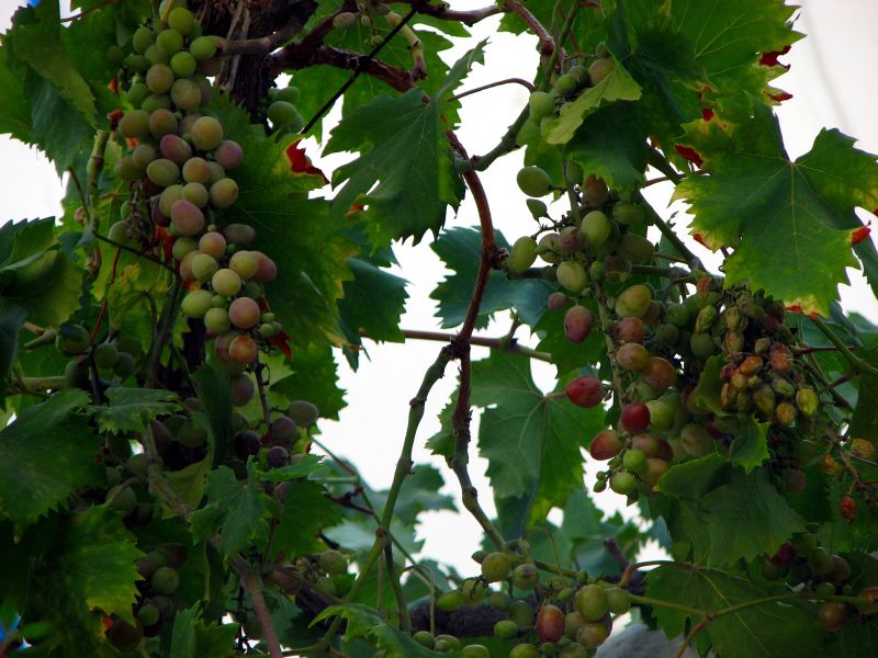 the green berries of gs are hanging on the tree