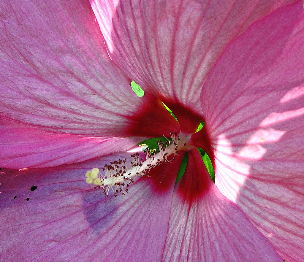 pink flower in the middle of the image