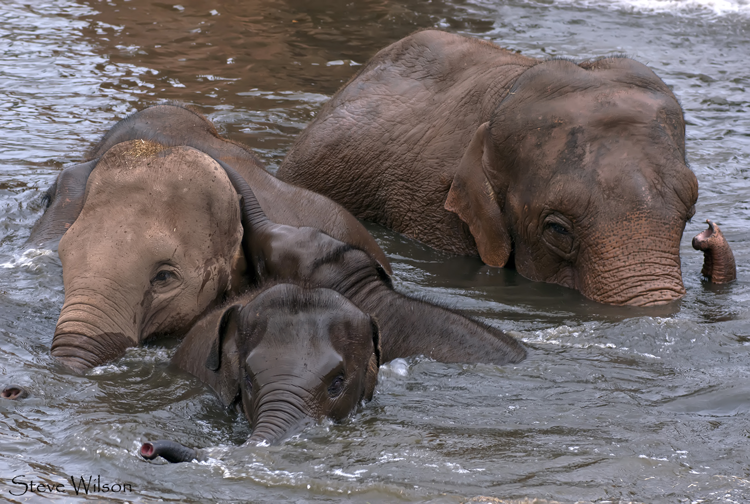 two elephants in a lake and one has it's trunk in the water