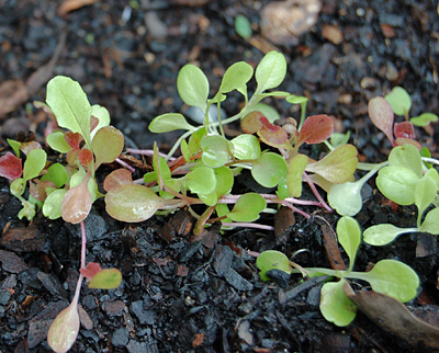 small green plants with red stems in a dirt ground
