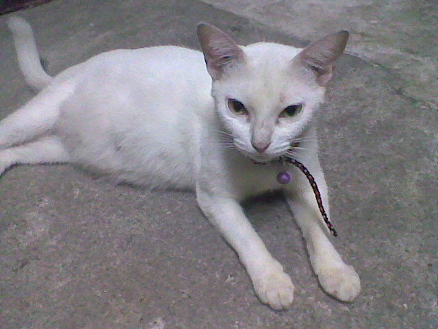 a cat lying on the ground with a leash