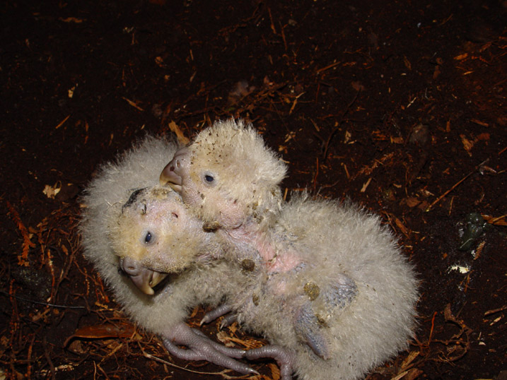 two fuzzy white stuffed animals laying on a field