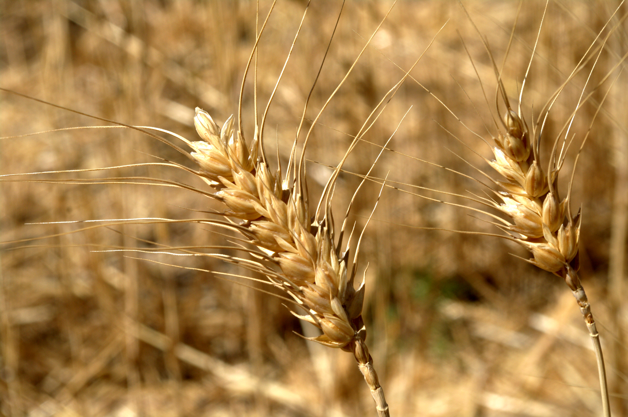 close up image of wheat stalks in a field