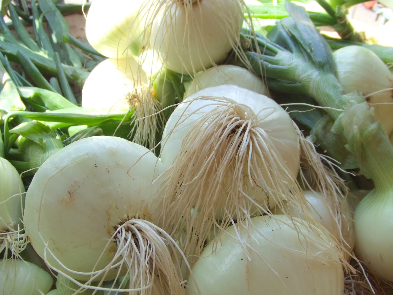 closeup of some onions and other green vegetables