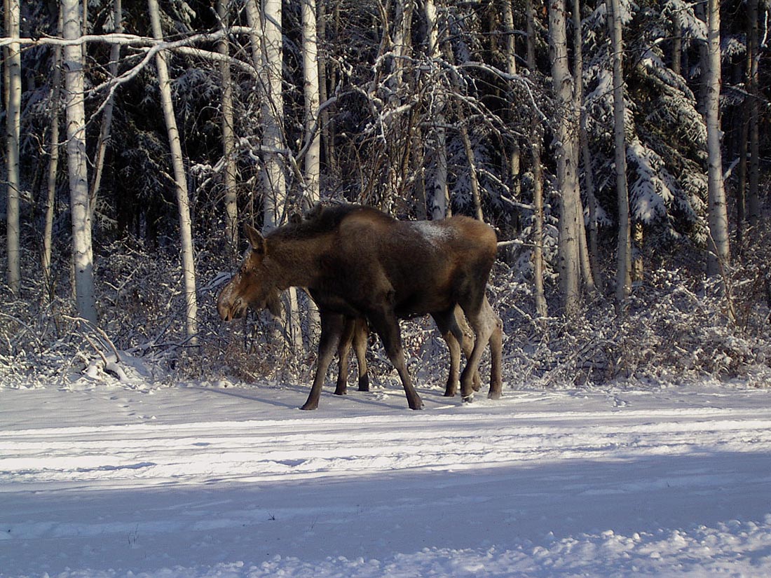 two moose are walking through the snow with some trees