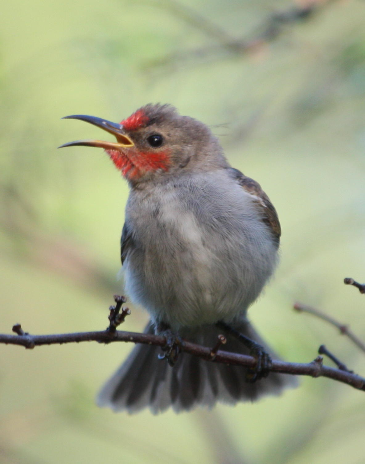 a bird with long orange beak and green background