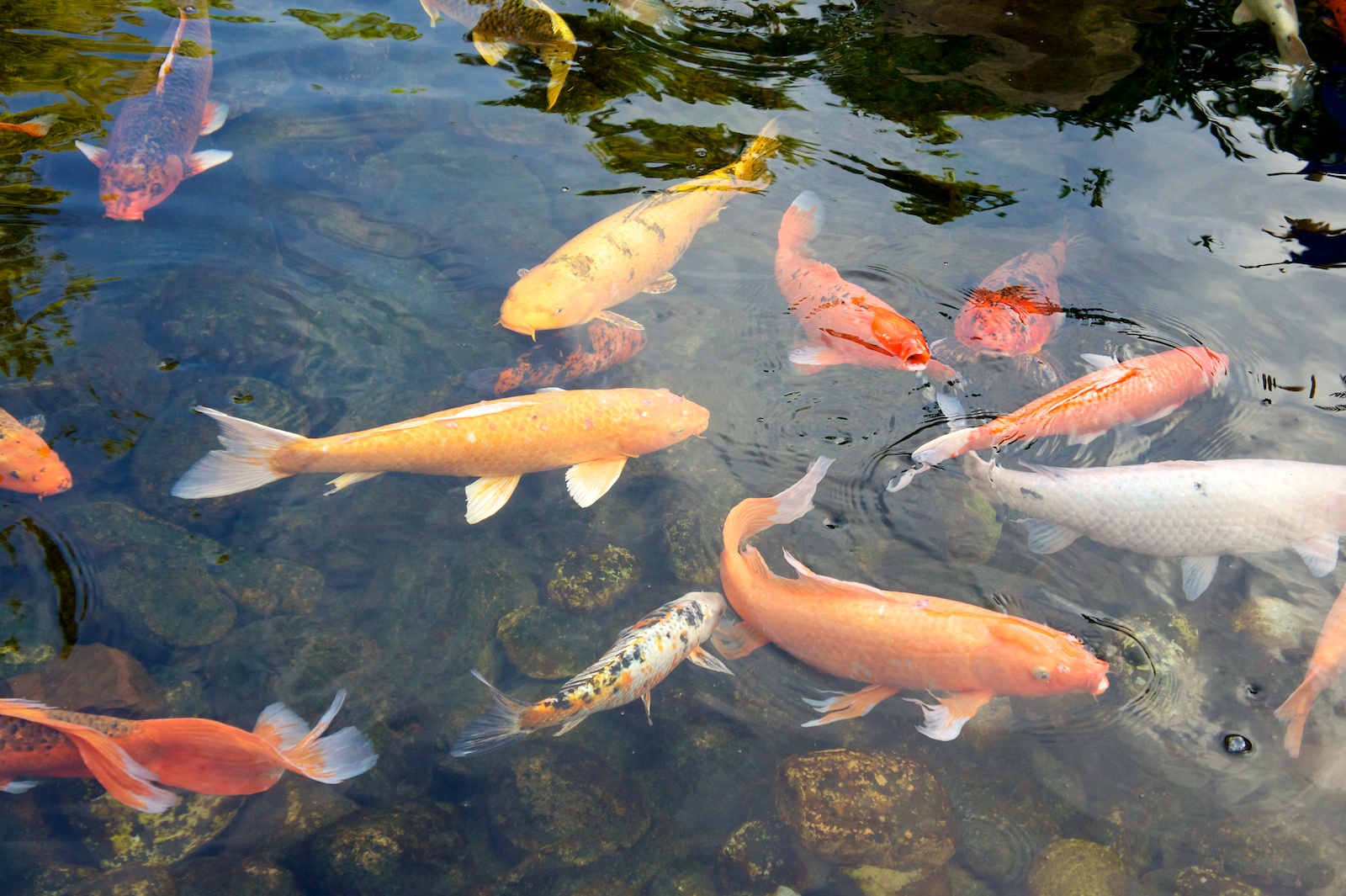 lots of koi swimming around and in the pond