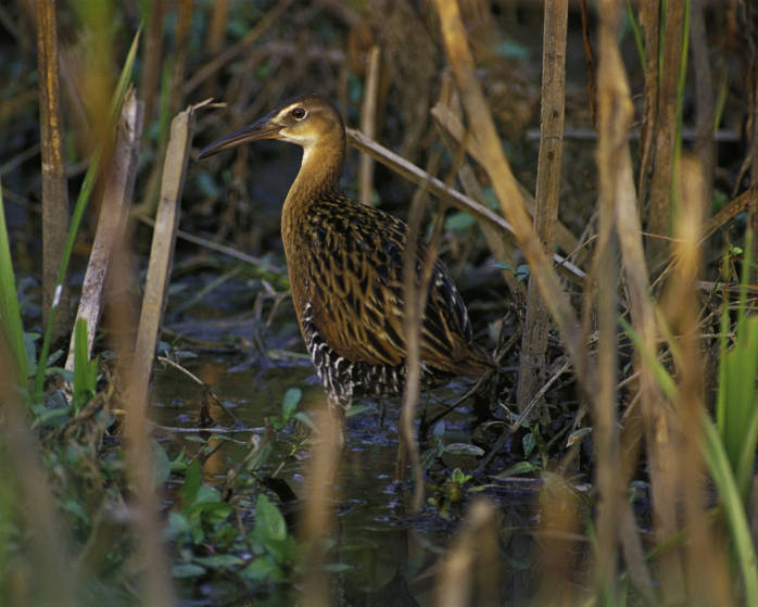 a brown bird is walking through water by some plants
