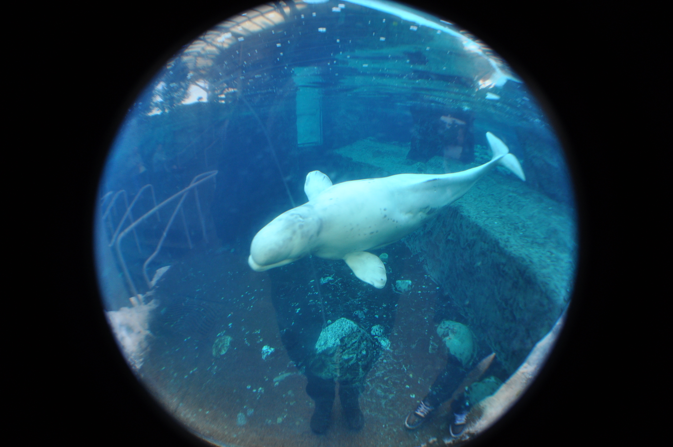 a large white whale under the water and an ocean life exhibit
