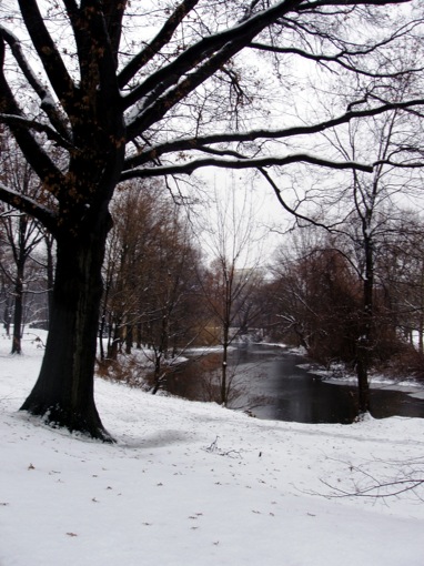 trees and a river in a winter park