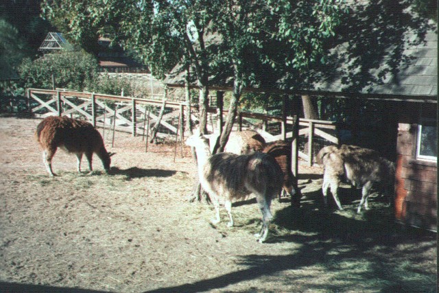 a group of donkeys grazing in an enclosed area