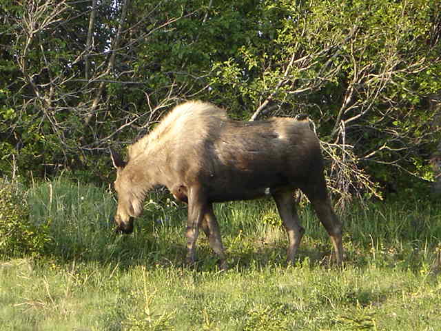 an animal with long horns eats grass next to trees