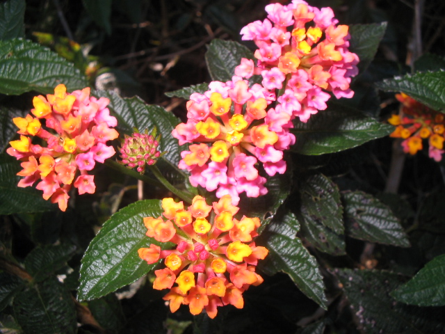 several little red and yellow flowers on some green leaves