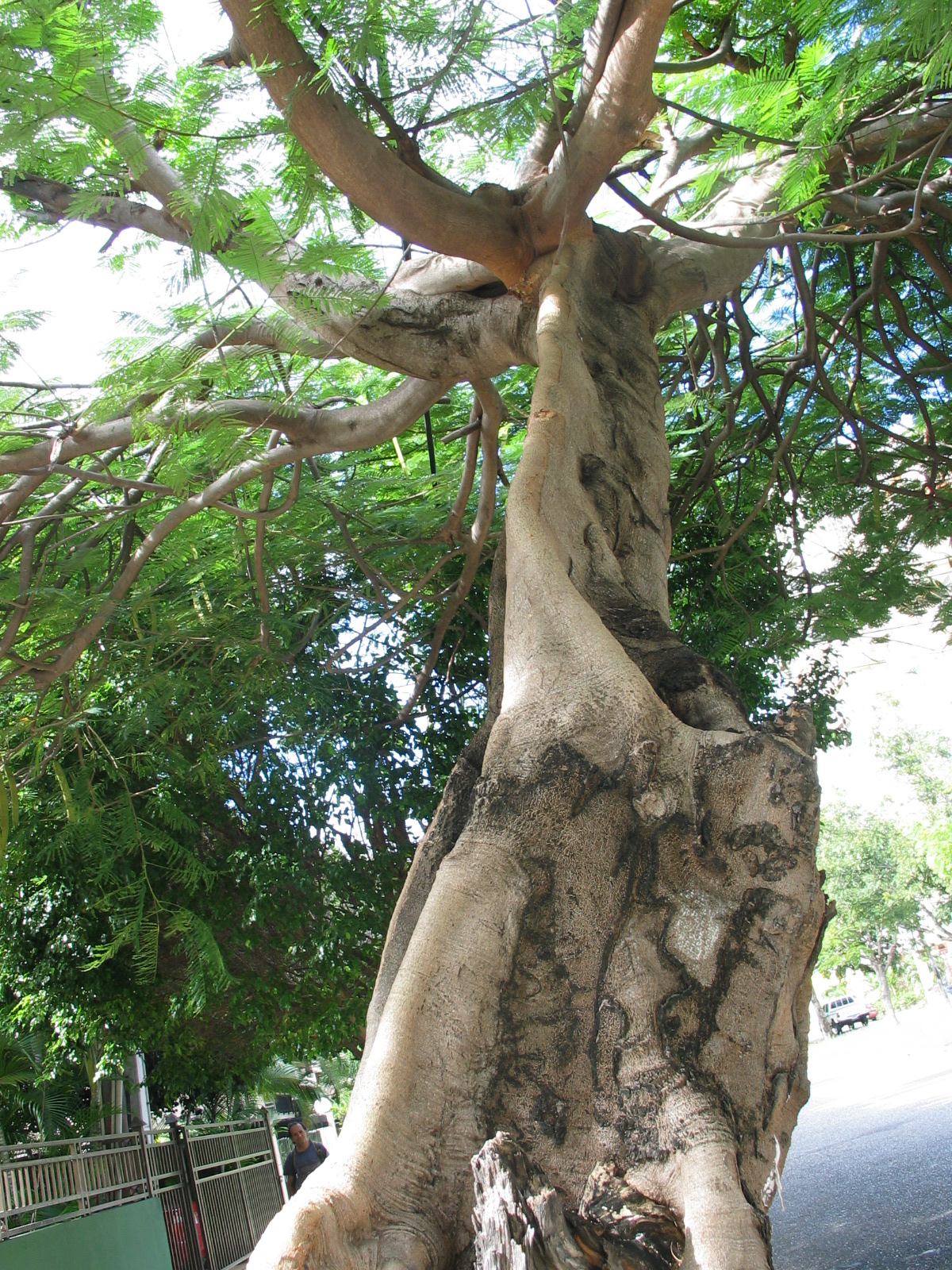 a close up s of the trunk and nches of a large tree