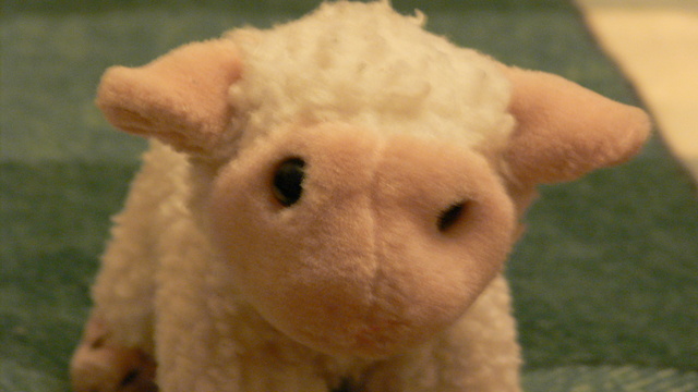 the wool sheep is laying on the floor