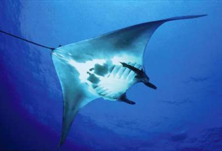 this manta ray is about to enter the water