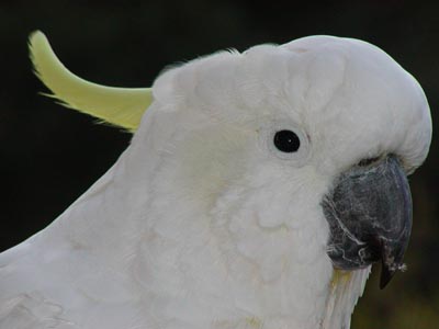 a white parrot is standing with its beak in its mouth