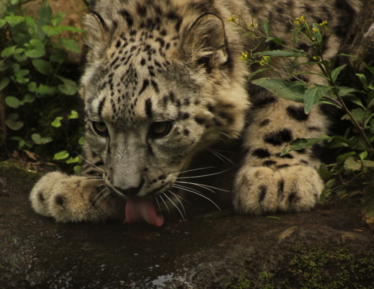 a snow leopard taking a bath in some water