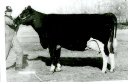 a black and white image of a man holding the neck of a cow