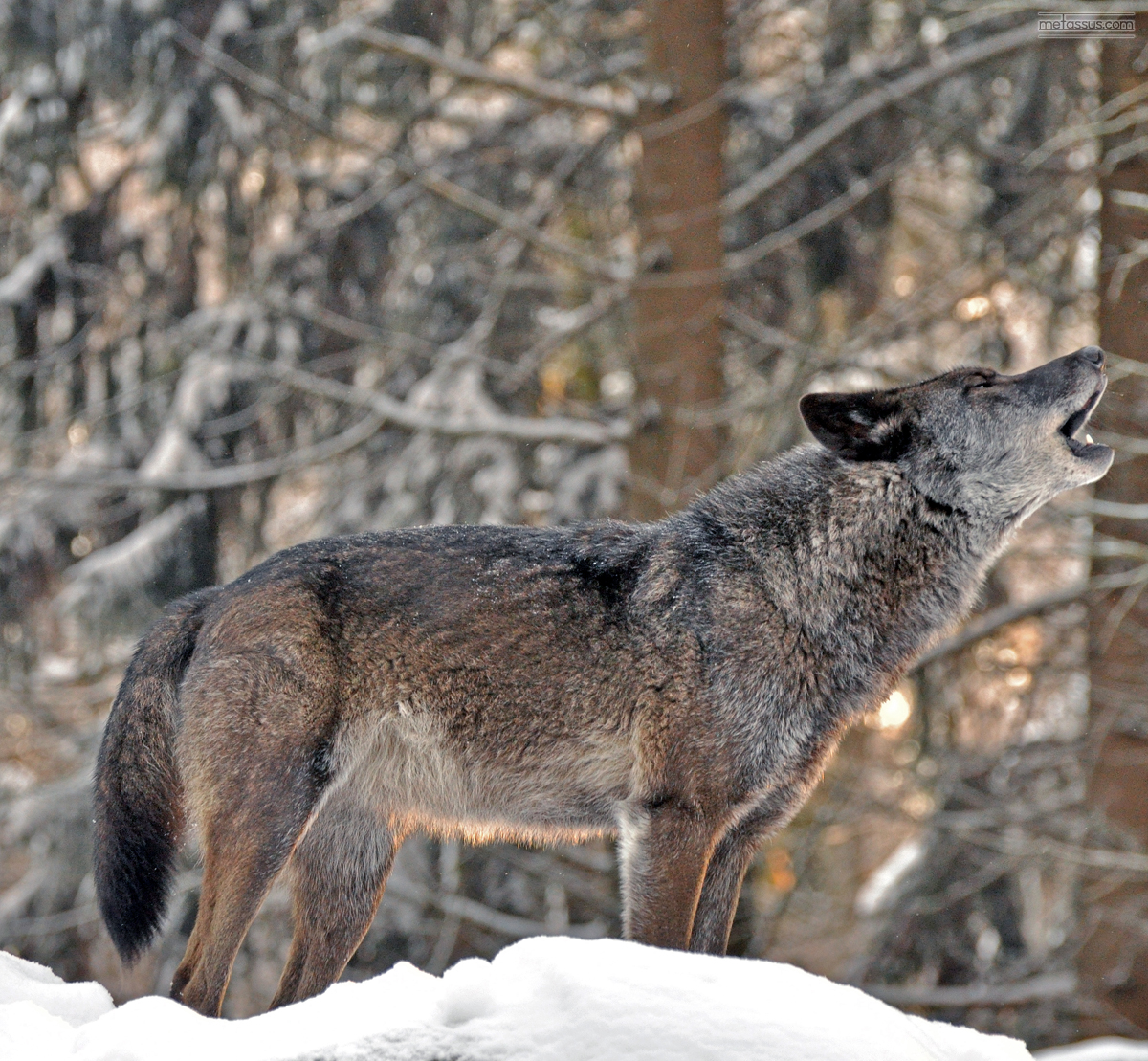 a wolf looking at soing while standing in the snow