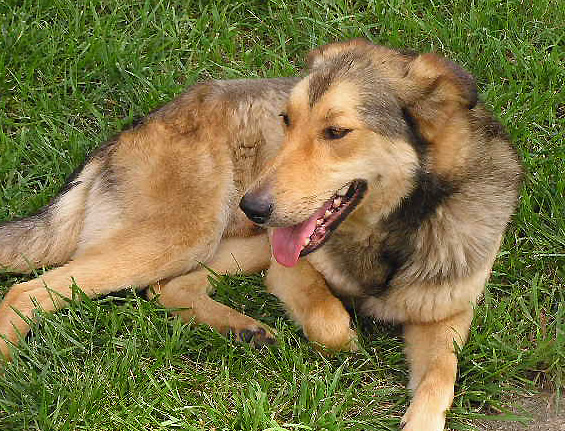 a brown and black dog is laying on the grass