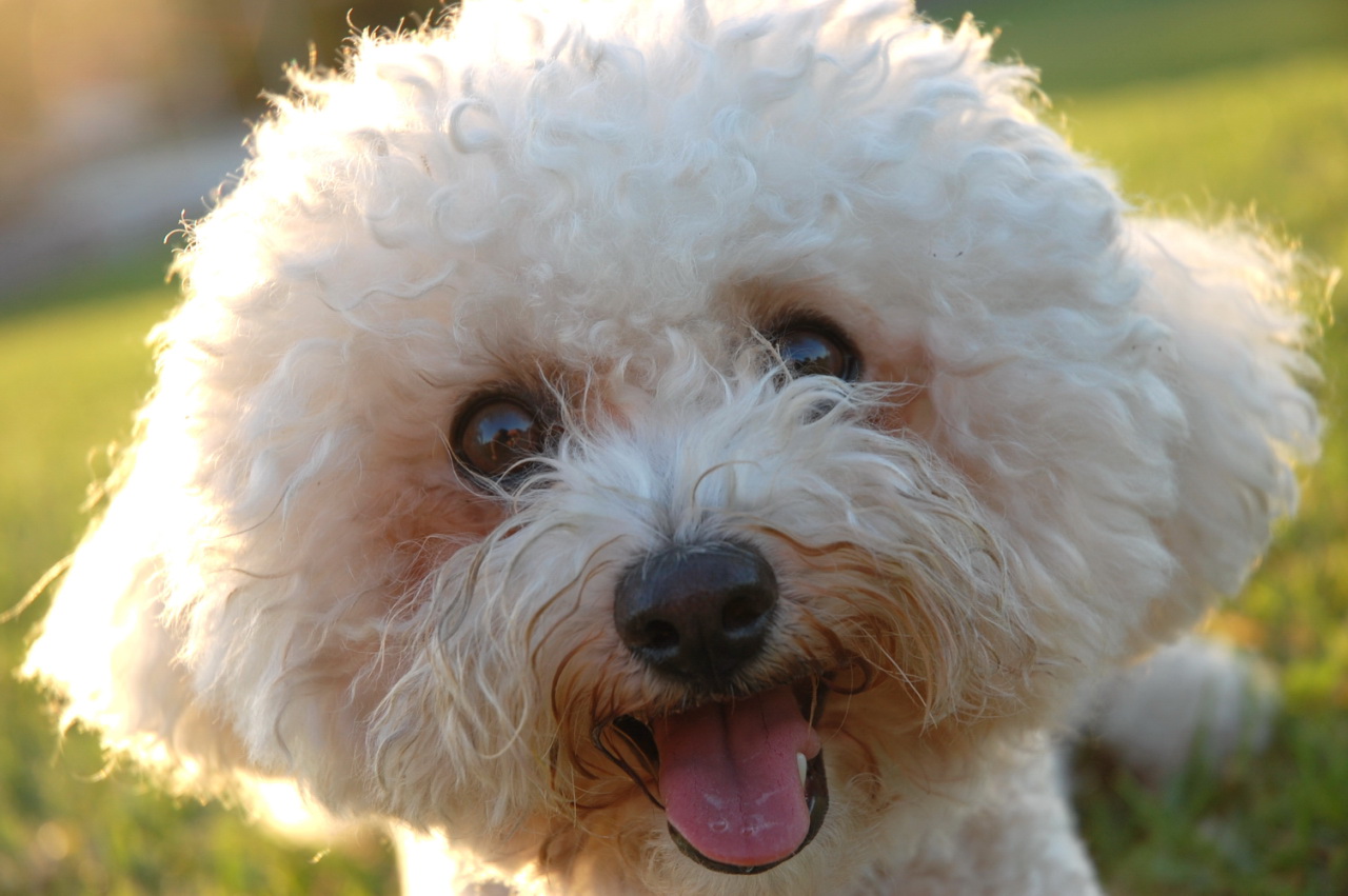 a small white dog laying in the grass