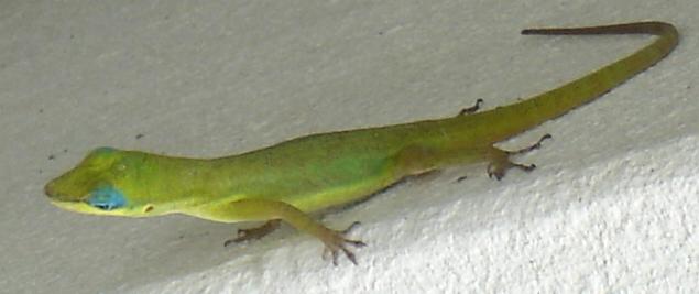 a green lizard sits on a white surface
