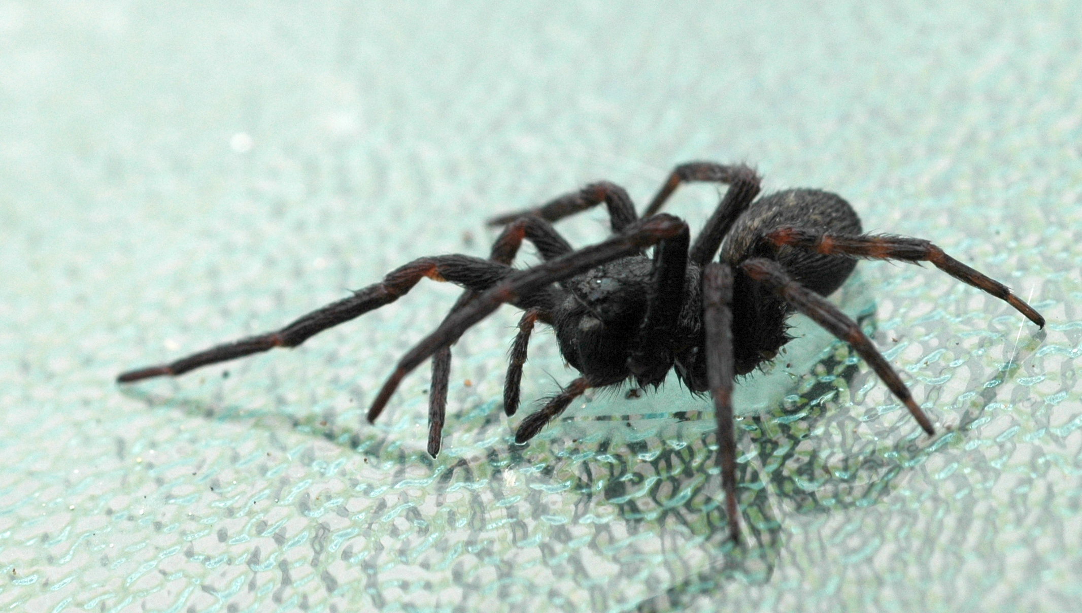 a black and brown spider on a white surface