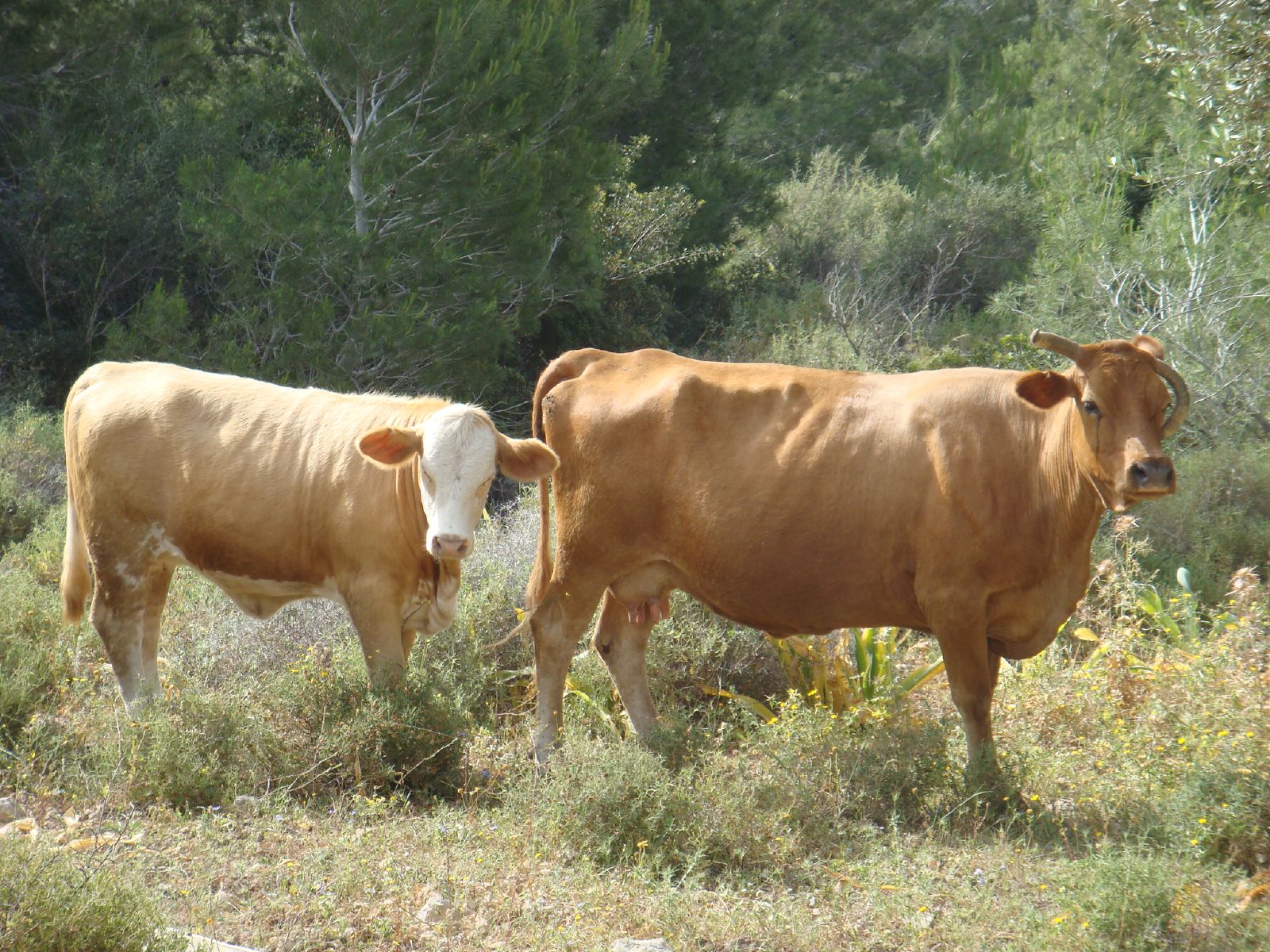 two cows standing in an open field with trees behind them